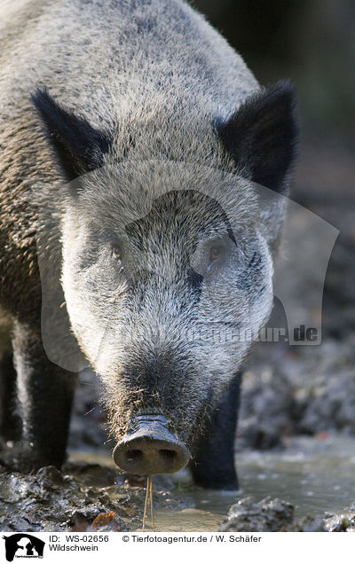 Wildschwein / wild boar / WS-02656