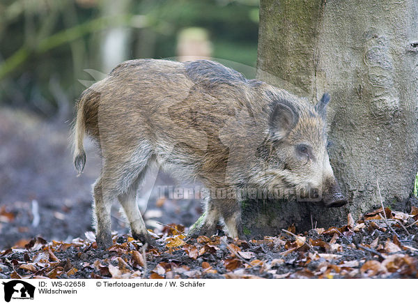 Wildschwein / wild boar / WS-02658