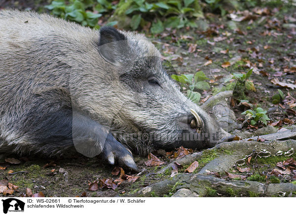 schlafendes Wildschwein / sleeping wild boar / WS-02661