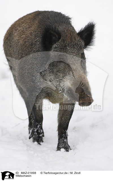 Wildschwein / wild boar / MAZ-01898