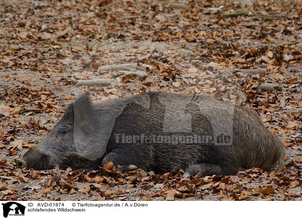 schlafendes Wildschwein / sleeping wild boar / AVD-01874