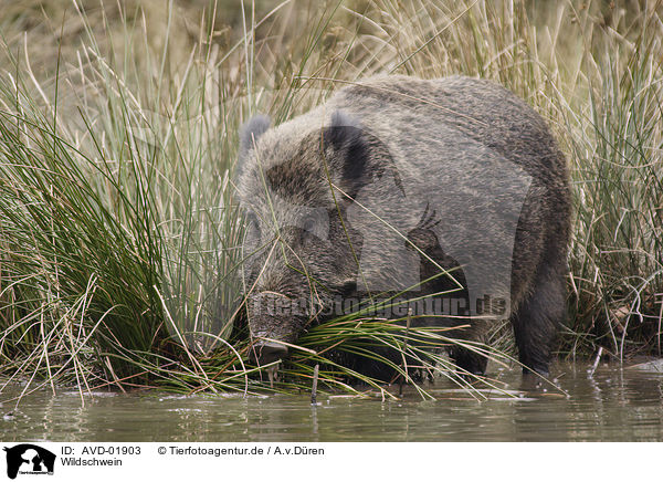 Wildschwein / wild boar / AVD-01903