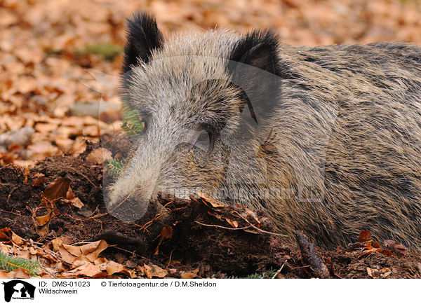 Wildschwein / wild boar / DMS-01023