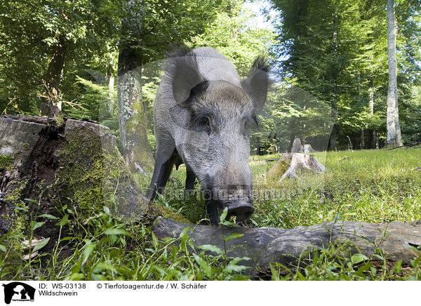 Wildschwein / wild boar / WS-03138