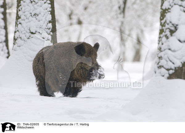 Wildschwein / THA-02605