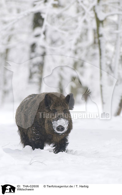 Wildschwein / THA-02606