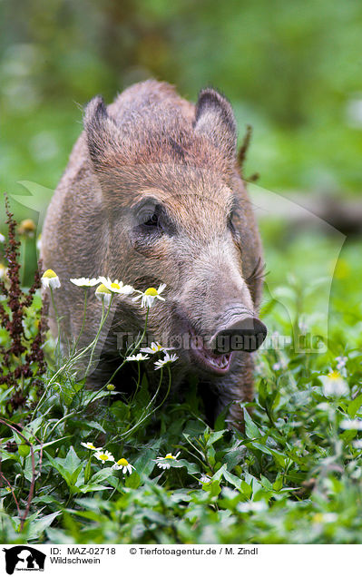 Wildschwein / wild boar / MAZ-02718