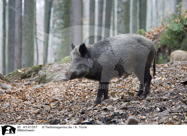 Wildschwein / wild boar / AT-01357