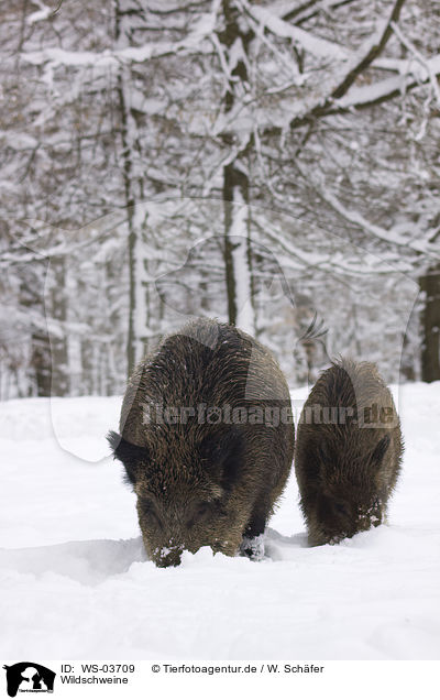 Wildschweine / wild boars / WS-03709