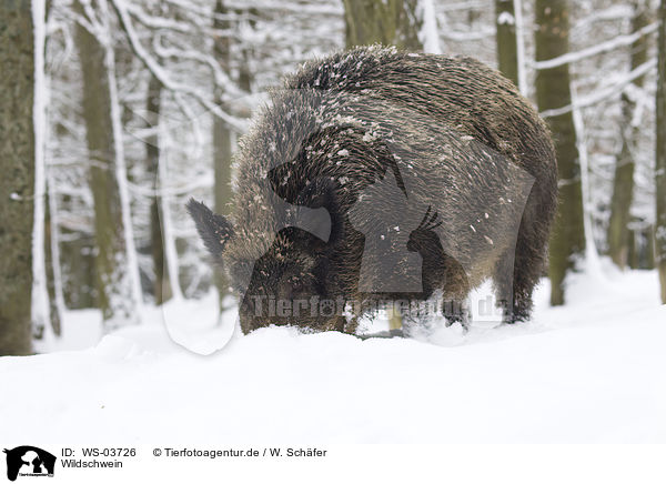 Wildschwein / wild boar / WS-03726