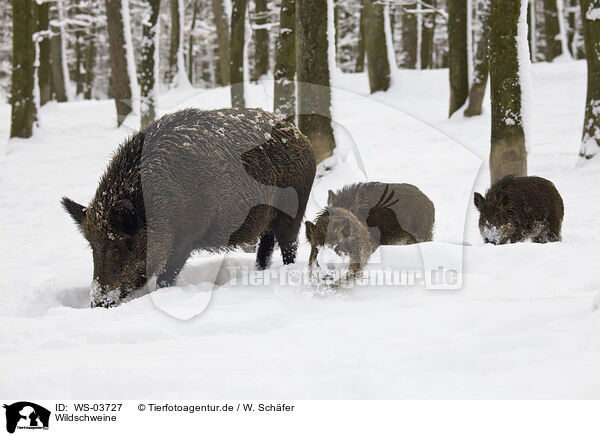 Wildschweine / wild boars / WS-03727