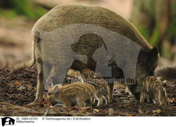 Wildschweine / wild boars / DMS-03724