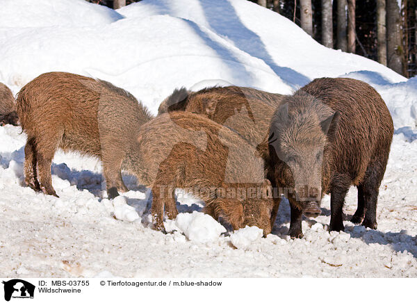 Wildschweine / wild hogs / MBS-03755