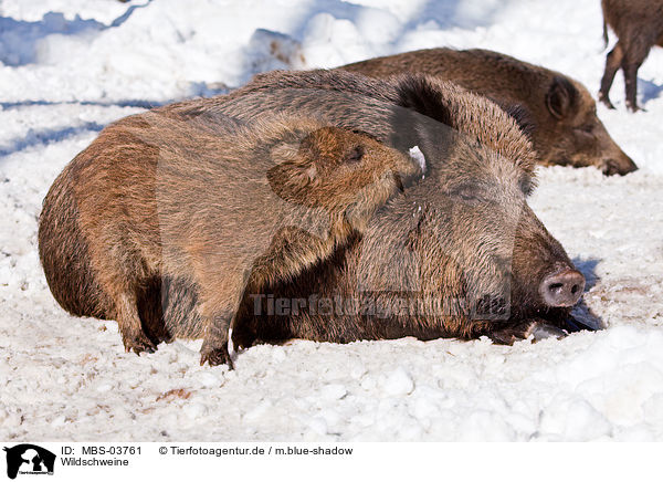 Wildschweine / wild hogs / MBS-03761