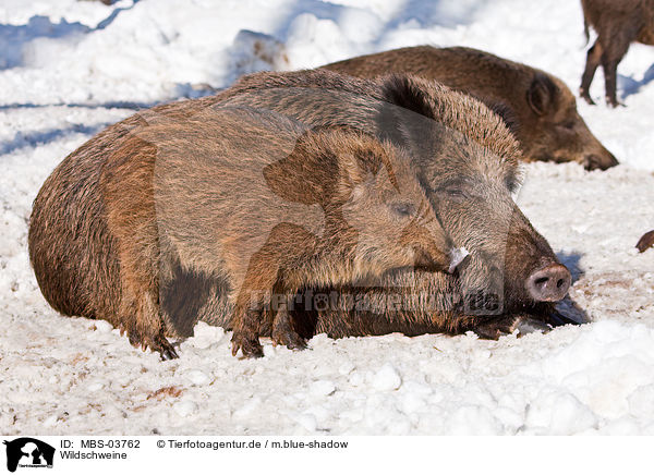 Wildschweine / wild hogs / MBS-03762