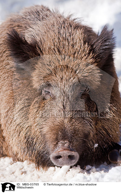 Wildschwein / wild hog / MBS-03765