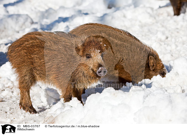 Wildschwein / wild hog / MBS-03767