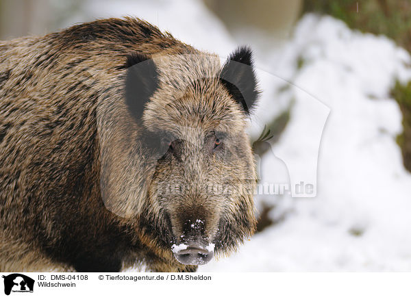 Wildschwein / wild hog / DMS-04108