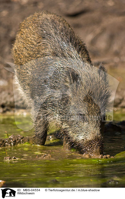 Wildschwein / wild boar / MBS-04554