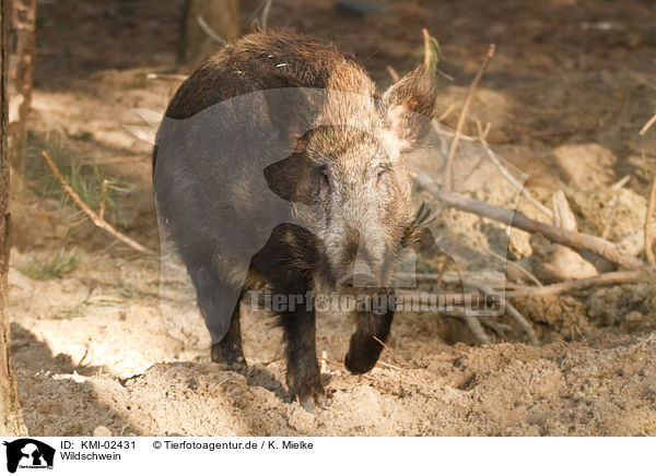 Wildschwein / wild hog / KMI-02431