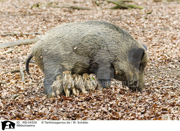 Wildschweine / wild hogs / WS-04529