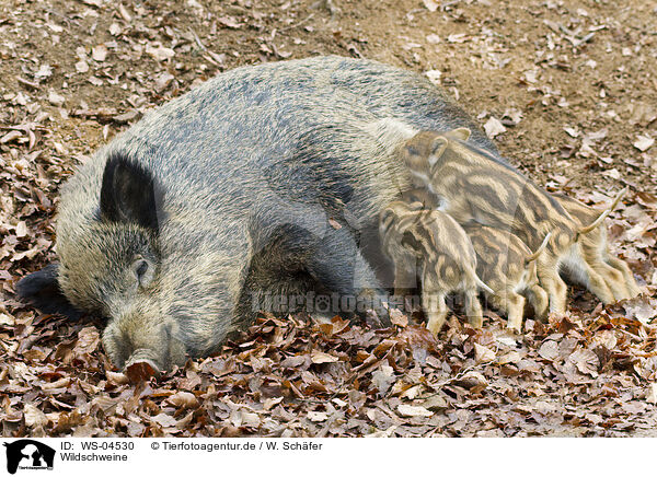 Wildschweine / wild hogs / WS-04530
