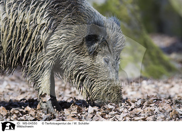 Wildschwein / wild hog / WS-04550