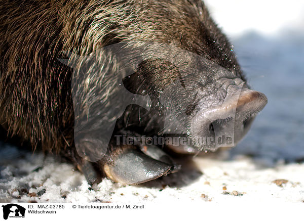 Wildschwein / wild hog / MAZ-03785