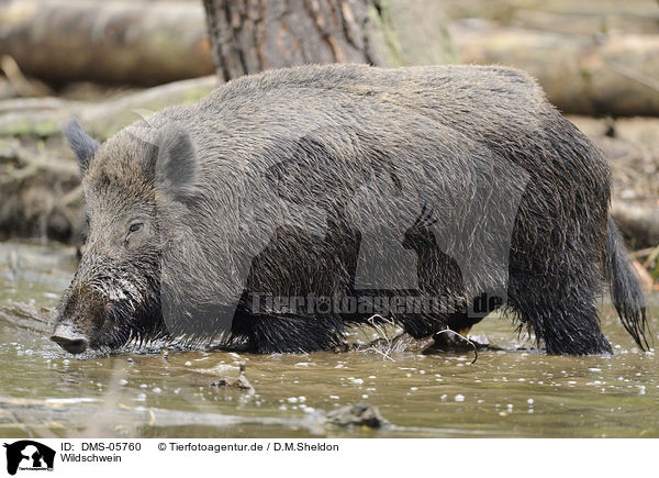 Wildschwein / wild hog / DMS-05760