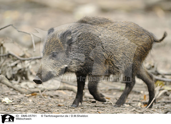 Wildschwein / wild hog / DMS-05761