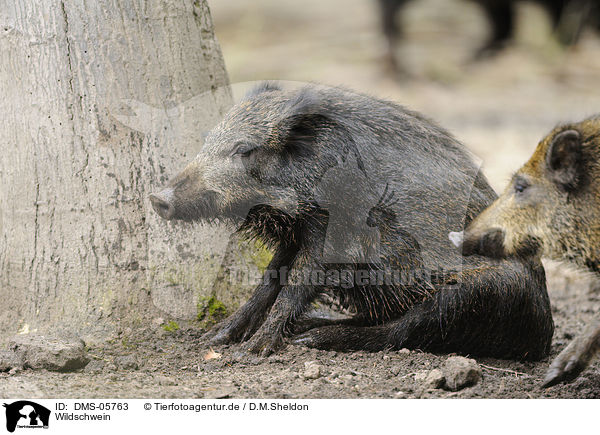 Wildschwein / wold hog / DMS-05763