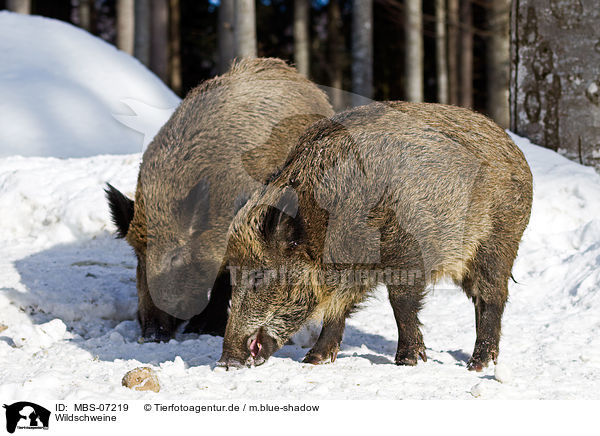 Wildschweine / wild hogs / MBS-07219