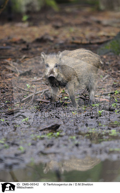 Wildschwein / wild hog / DMS-06542