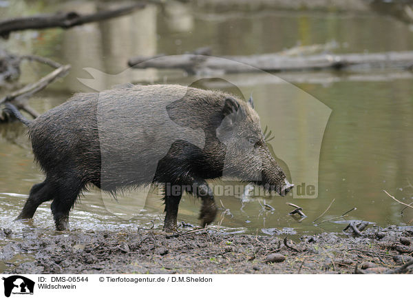 Wildschwein / wild hog / DMS-06544