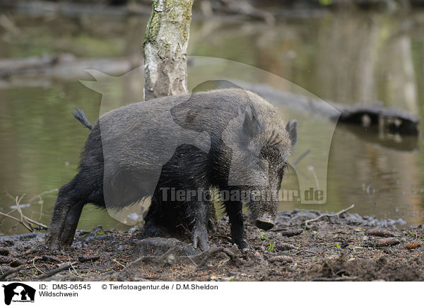 Wildschwein / wild hog / DMS-06545