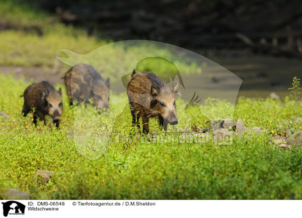 Wildschweine / wild hogs / DMS-06548