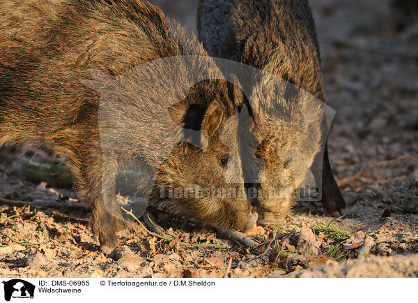 Wildschweine / wild hogs / DMS-06955