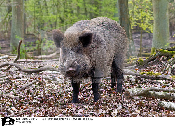 Wildschwein / wild hog / MBS-07519