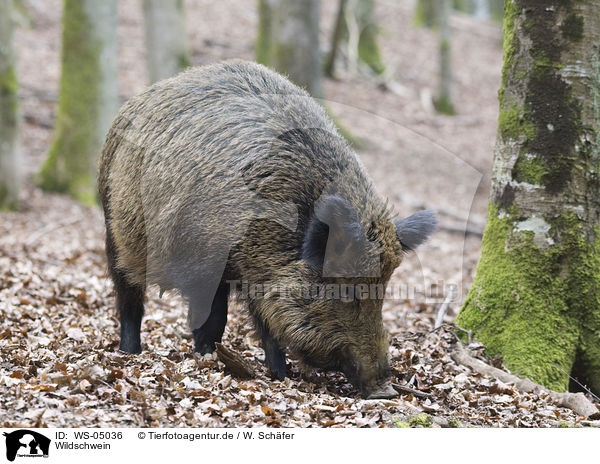 Wildschwein / wild hog / WS-05036