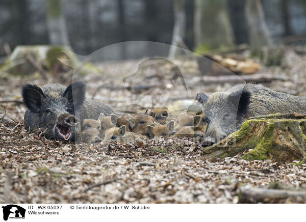 Wildschweine / wild hogs / WS-05037
