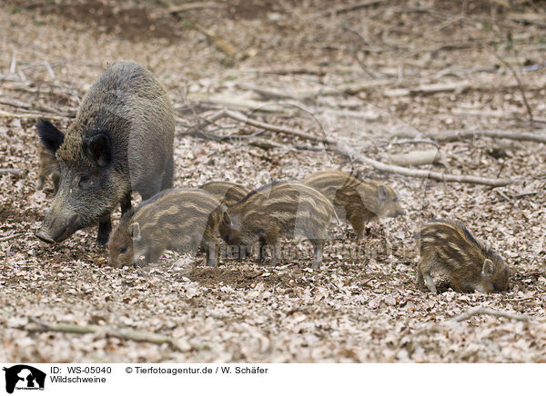 Wildschweine / wild hogs / WS-05040