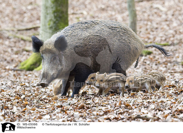 Wildschweine / wild hogs / WS-05066