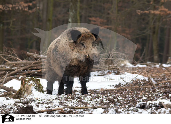 Wildschwein / wild hog / WS-05510