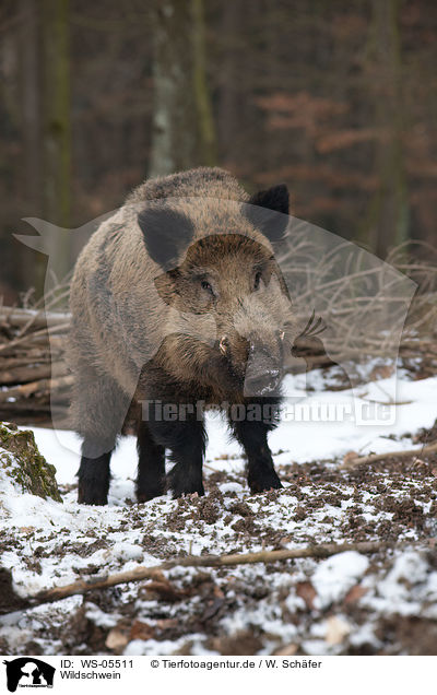 Wildschwein / wild hog / WS-05511