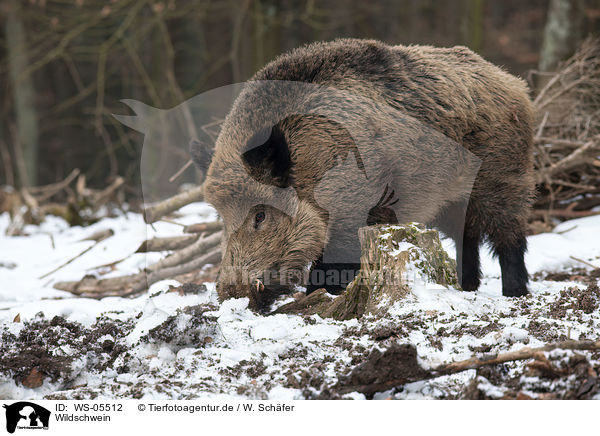 Wildschwein / wild hog / WS-05512