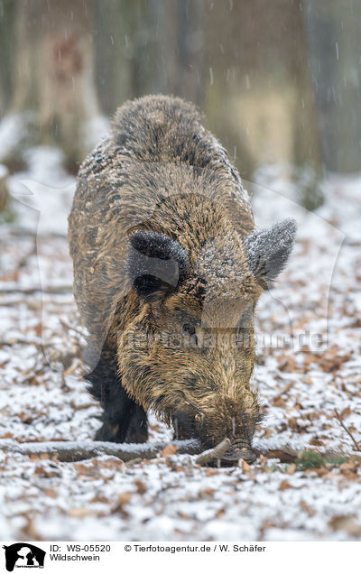 Wildschwein / wild hog / WS-05520