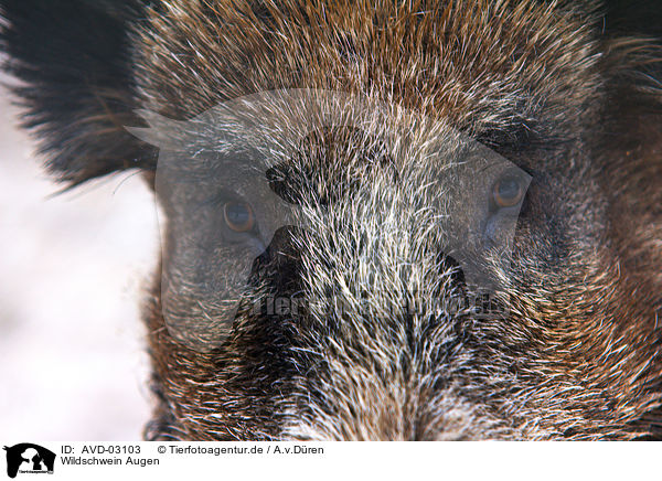 Wildschwein Augen / wild hog eyes / AVD-03103