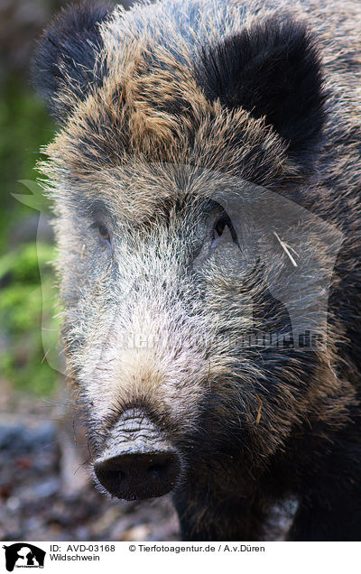 Wildschwein / AVD-03168