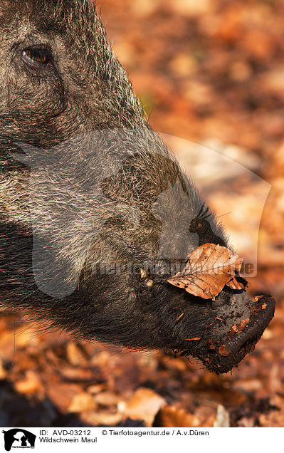Wildschwein Maul / wild hog mouth / AVD-03212