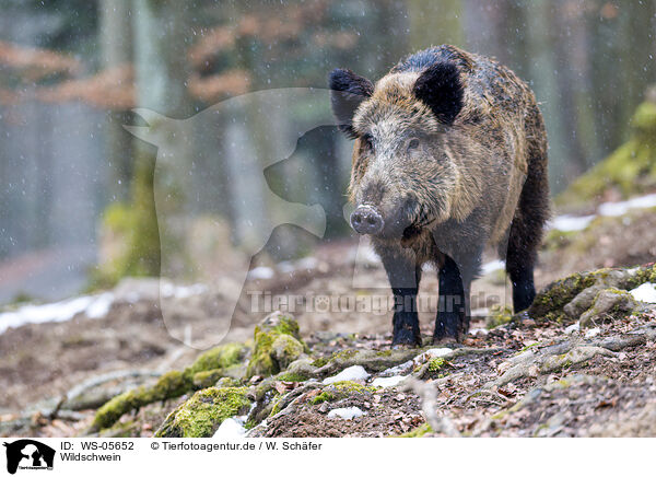 Wildschwein / WS-05652